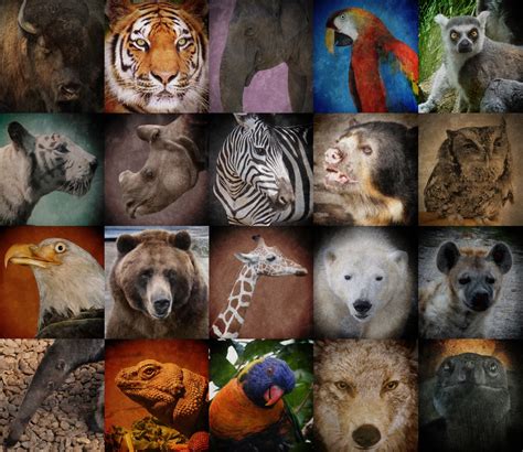 A World Of Endangered Animals 2025 𝚆𝚊𝚝𝚌𝚑 Online Legally Free
